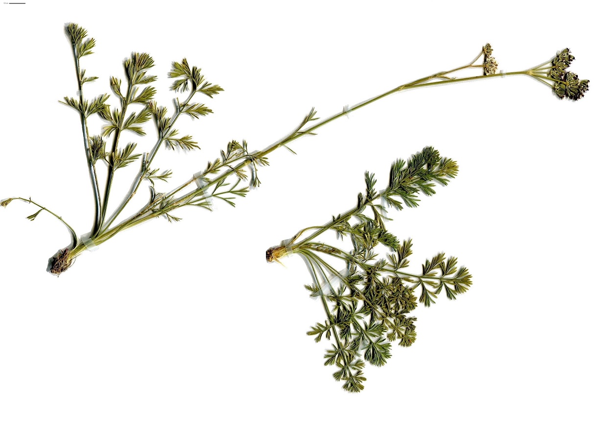 Seseli montanum subsp. montanum (Apiaceae)